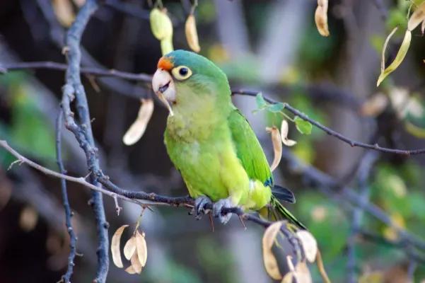 File:Eupsittula canicularis, Gulf of Papagayo, Costa Rica 2.jpg