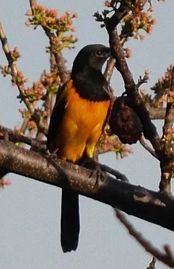 File:Icterus wagleri.jpg