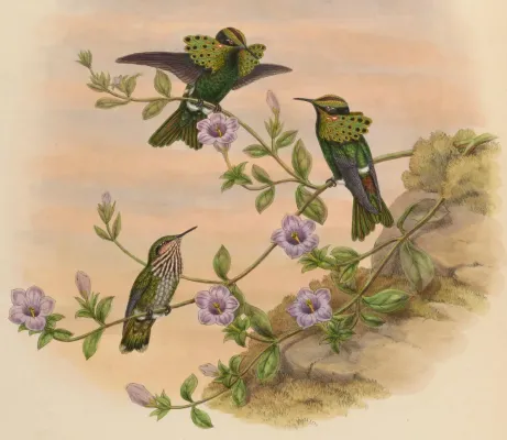 File:Lophornis pavoninus.jpg