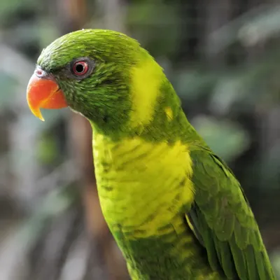 File:Trichoglossus haematodus weberi -8-1c.jpg