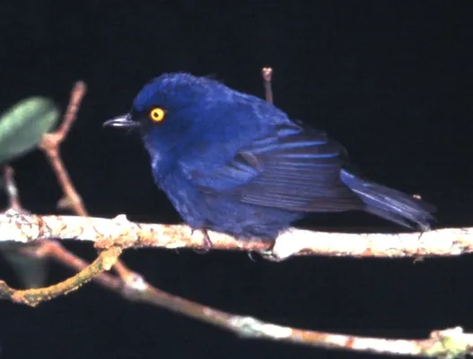 File:Diglossa glauca.jpg