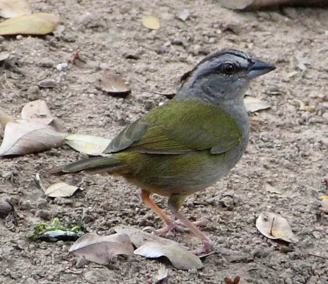 File:Arremonops chloronotus, Salvin, 1861.jpg