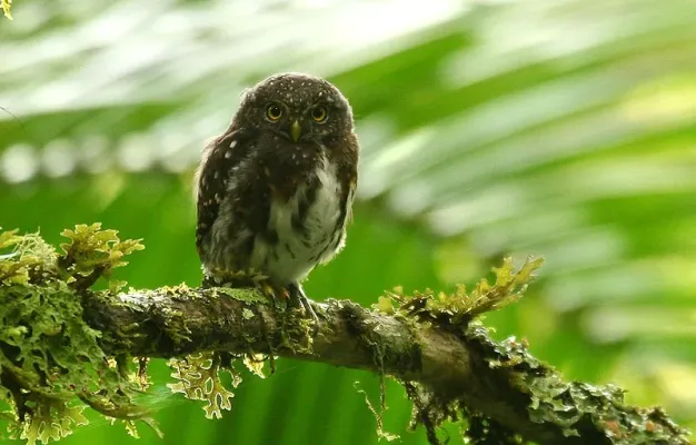 File:Costa Rican Pygmy-owl (Glaucidium costaricanum) on branch.jpg