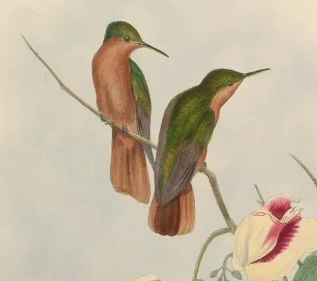 File:Campylopterus hyperythrus.jpg