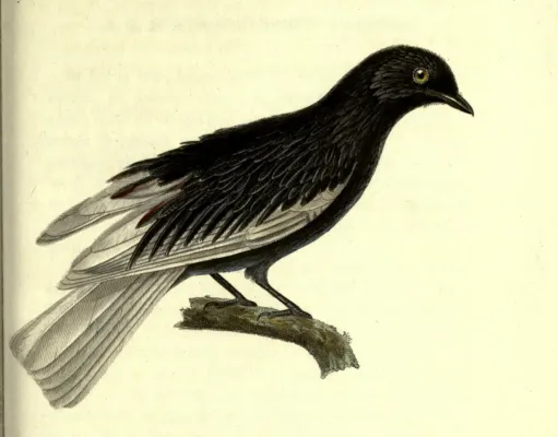 File:Xipholena lamellipennis.jpg