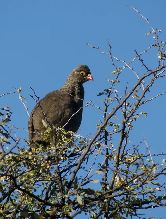 File:Francolinus adspersus.jpg