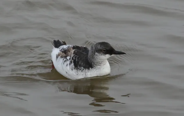 File:Pigeon guillemot, Cepphus columba, in winter plumage at Moss Landing (Elkhorn Slough), California, USA. (30869423382).jpg