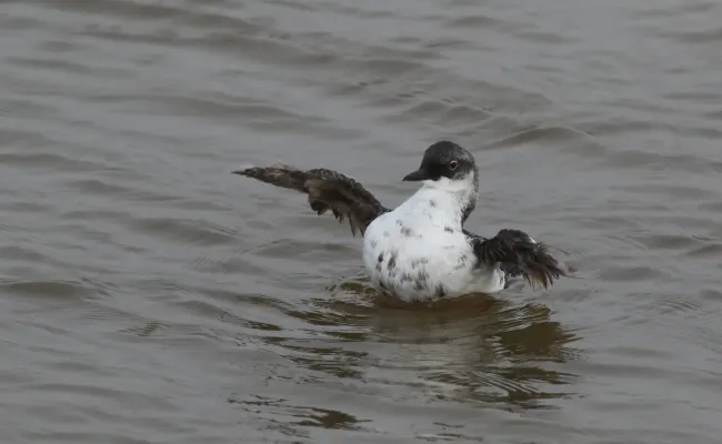 File:Pigeon guillemot, Cepphus columba, in winter plumage at Moss Landing (Elkhorn Slough), California, USA. (30950642476).jpg