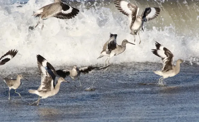 File:Willet, Tringa semipalmata, Moss Landing and Monterey area, California, USA. (30803407462).jpg