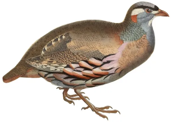 File:Ammoperdix griseogularis 1849 white background.jpg