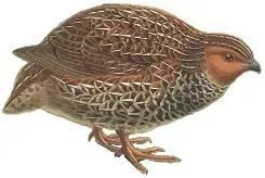 File:Coturnix novaezelandiae white background.jpg