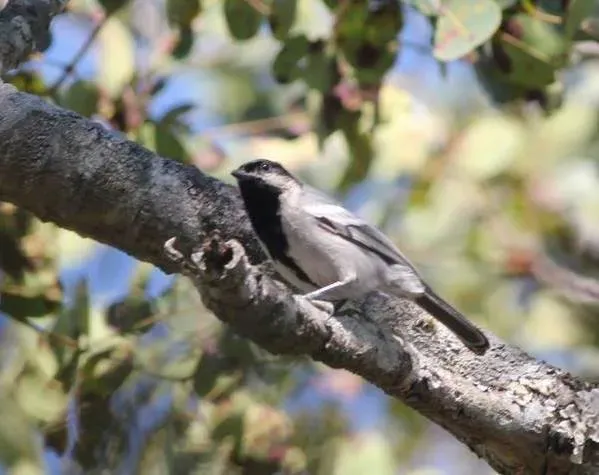 File:Melaniparus griseiventris, oog van Cuitorivier, Birding Weto, a.jpg