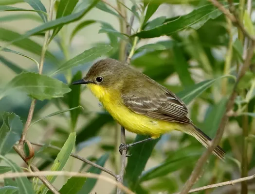 File:Pseudocolopteryx dinelliana - Dinelli's doradito.jpg