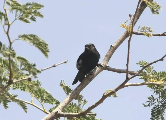 File:Melaniparus carpi, Kunene River Lodge, Birding Weto, a.jpg