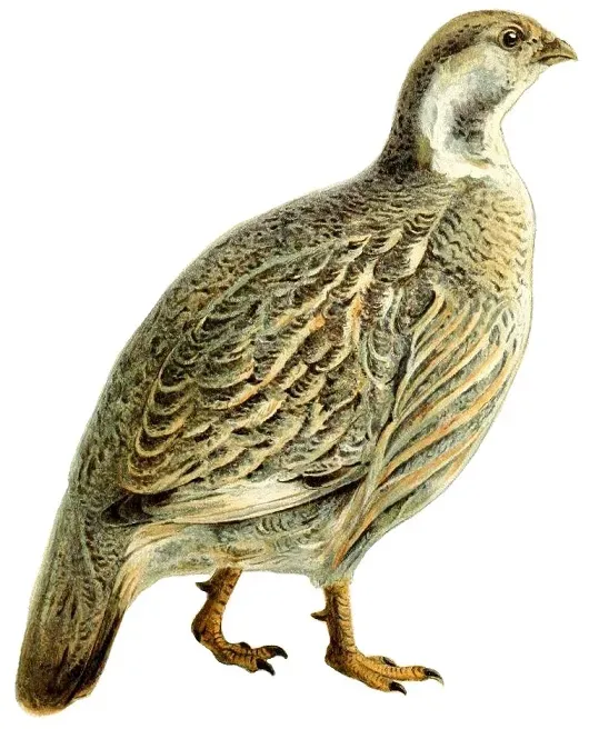 File:Tetraogallus caucasicus white background.jpg