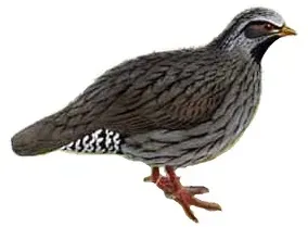 File:Ophrysia superciliosa white background.jpg