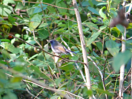 File:Rufous-gorgeted Flycatcher - Ficedula strophiata - P1020921.jpg