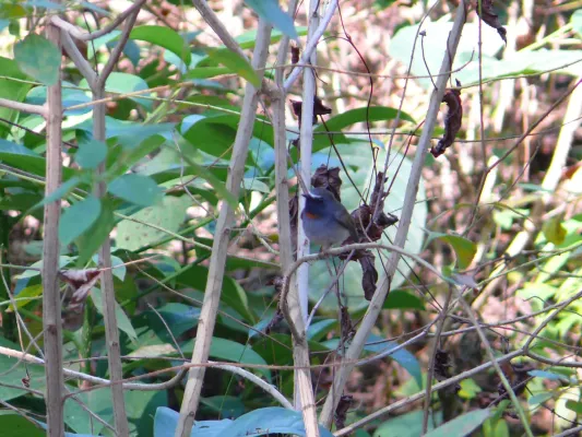 File:Rufous-gorgeted Flycatcher - Ficedula strophiata - P1020920.jpg