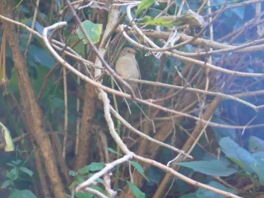 File:Small Niltava - Niltava macgrigoriae - P1050397.jpg