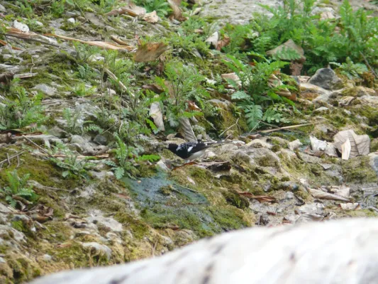 File:Spotted Forktail - Enicurus maculatus - P1070834.jpg