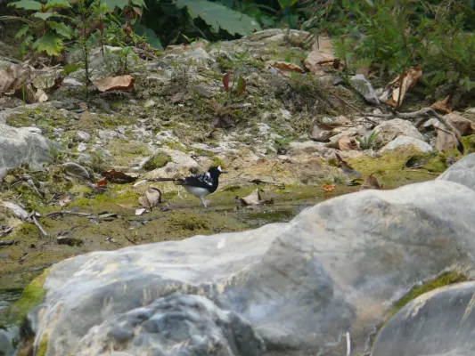 File:Spotted Forktail - Enicurus maculatus - P1070842.jpg