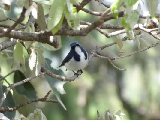 File:Ultramarine Flycatcher - Ficedula superciliaris - DSC01642.jpg