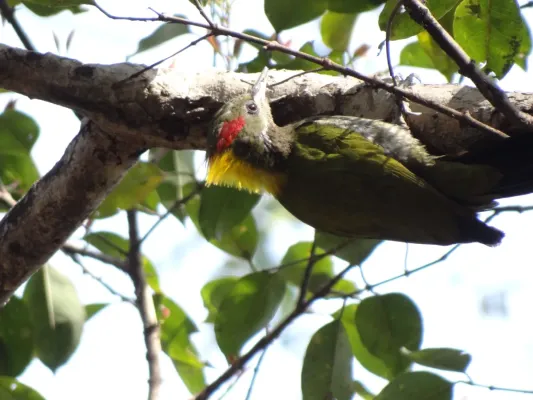 File:Lesser Yellownape - Picus chlorolophus - DSC001210.jpg
