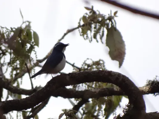 File:Ultramarine Flycatcher - Ficedula superciliaris - DSC01646.jpg