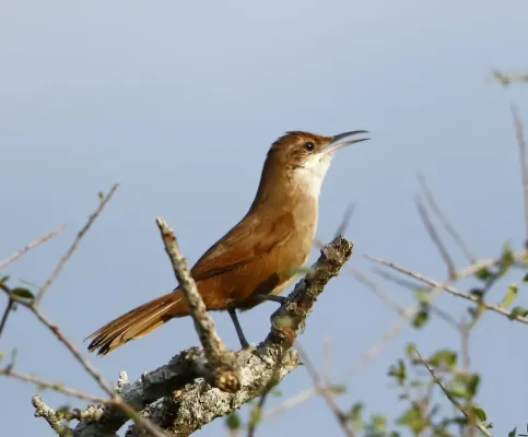 File:Tarphonomus certhioides - Chaco earthcreeper.jpg