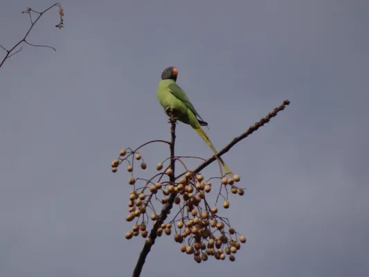 File:Slaty-headed Parakeet - Psittacula himalayana - DSC04309.jpg