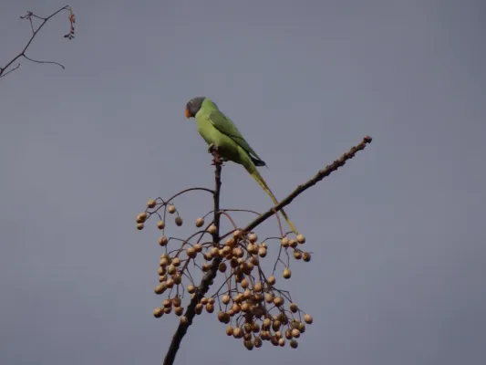 File:Slaty-headed Parakeet - Psittacula himalayana - DSC04310.jpg