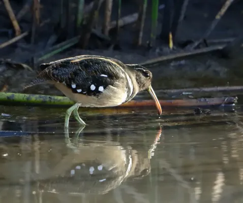 File:Nycticryphes semicollaris - American-painted snipe.jpg