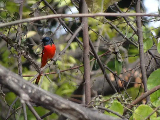 File:Long-tailed Minivet - Pericrocotus ethologus - DSC04788.jpg