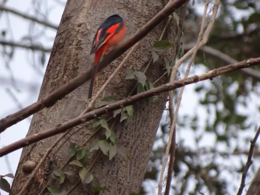 File:Long-tailed Minivet - Pericrocotus ethologus - DSC04797.jpg