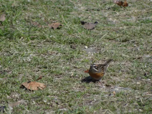 File:Rufous-Breasted Accentor - Prunella strophiata - DSC00104.jpg