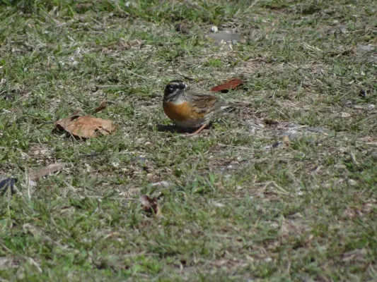 File:Rufous-Breasted Accentor - Prunella strophiata - DSC00106.jpg