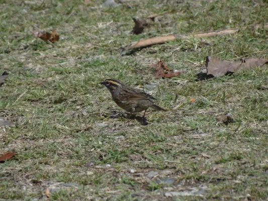 File:Rufous-Breasted Accentor - Prunella strophiata - DSC00109.jpg