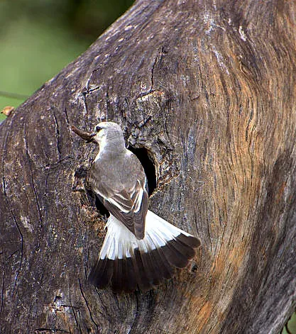 File:NOIVINHA-BRANCA (Xolmis velatus).jpg