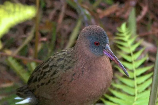 File:Rallus madagascariensis.jpg
