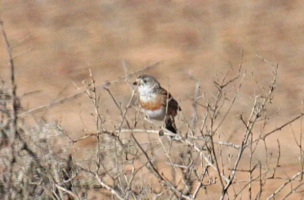 File:Chestnut-breasted Whiteface (Aphelocephala pectoralis) perched.jpg