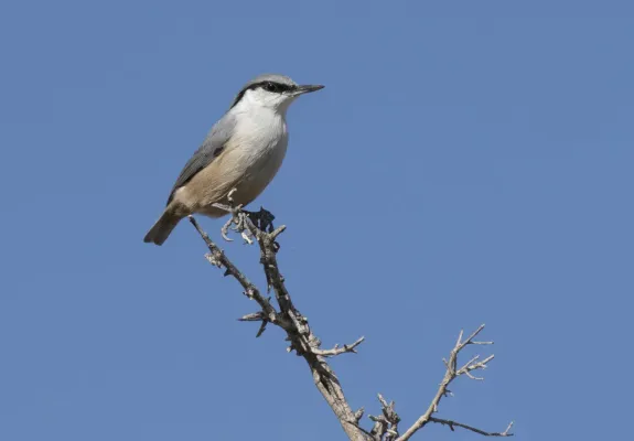 File:Sitta neumayer - Western Rock Nuthatch, Mersin 2016-11-20 05-10.jpg