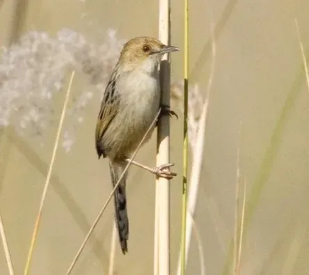 File:Chirping Cisticola (Cisticola pipiens) 1, crop.jpg