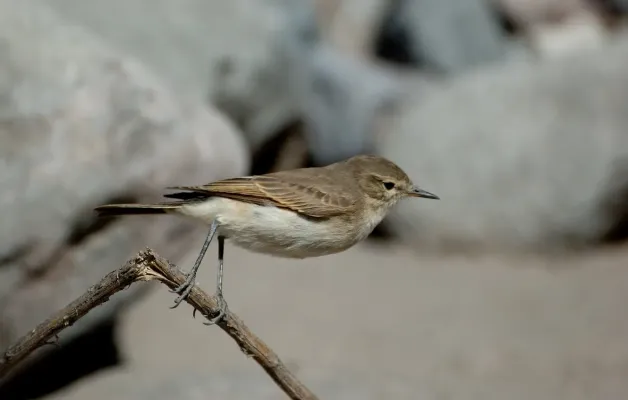 File:Perched Spot-billed Ground-tyrant (Muscisaxicola maculirostris) side view.jpg