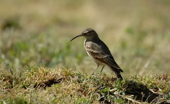 File:Slender-billed Miner (Geositta tenuirostris) from side, looking down.jpg