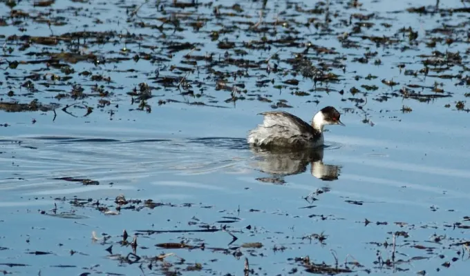 File:Silvery Grebe (Podiceps occipitalis) swimming.jpg