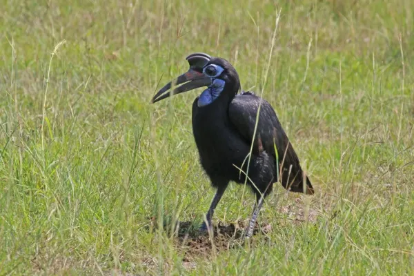 File:Abyssinian ground-hornbill (Bucorvus abyssinicus) female.jpg