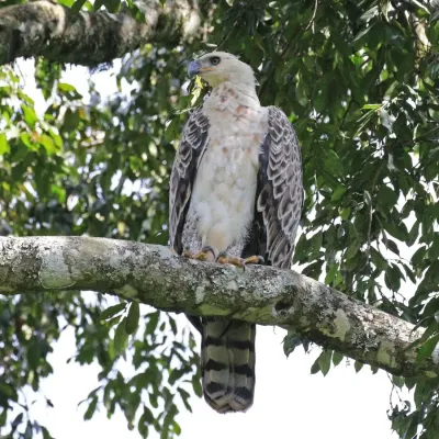 File:African crowned eagle (Stephanoaetus coronatus) immature.jpg