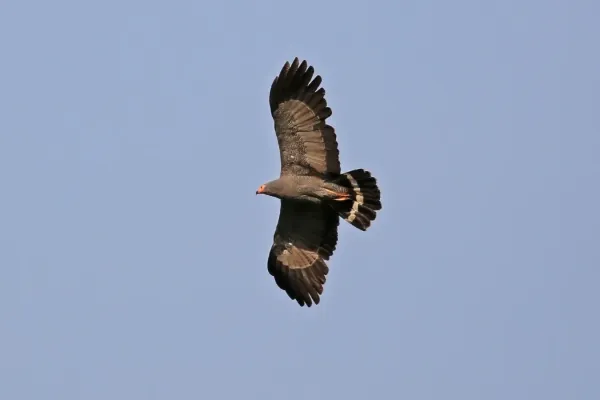 File:African harrier-hawk (Polyboroides typus - gymnogene) in flight.jpg