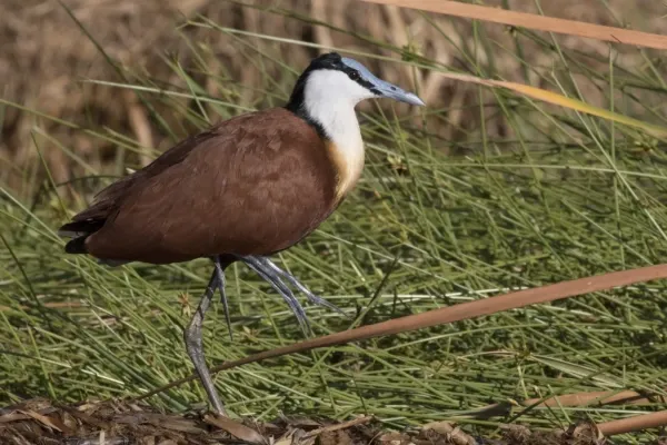 File:African jacana (Actophilornis africanus) Kenya.jpg