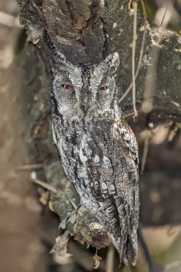 File:African-scops owl (Otus senegalensis) male.jpg